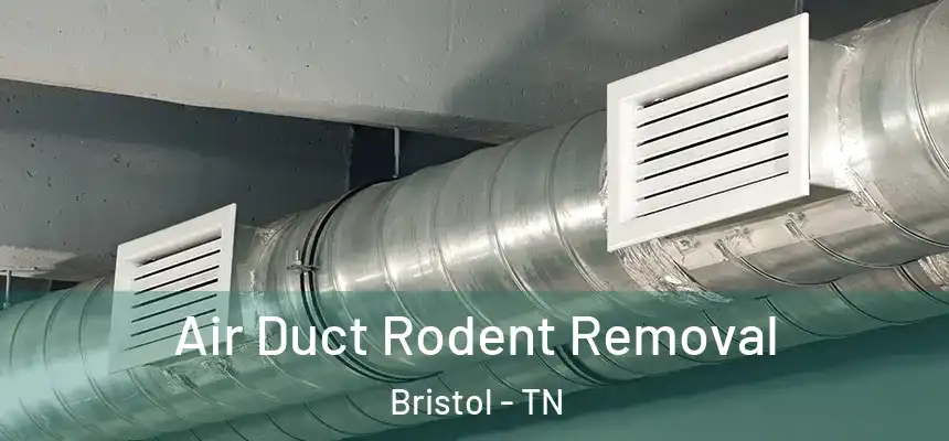 Air Duct Rodent Removal Bristol - TN